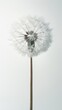 a dandelion in white tones. place for the text