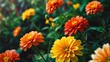 Summer Garden Blossoms: A vibrant field of marigolds, daisies, and calendulas bloom in bright shades of orange and yellow, creating a stunning floral display in nature's garden