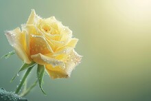 A Single Yellow Rose, Perfect And Dew-kissed, Captured In Extreme Close-up. 