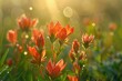 A vivid close-up of Indian Paintbrush flowers, radiant red-orange petals contrasting with the lush green of a wild meadow. 