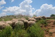 Flock of sheep in the rural outskirts of Rome, Italy