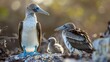Adult Blue-footed booby (Sula nebouxii) with chick juvenile chick sitting next to adult Blue-footed booby on a sunny day 