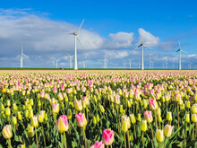 A Vibrant Field Of Tulips Dances In The Breeze As Traditional Dutch Windmills Stand Tall In The Background, Painting A Picturesque Scene Of The Netherlands In Spring