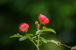 こぶりの薔薇の花