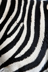 Wall Mural - Black and white zebra stripes texture pattern for bakground