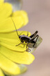 a small grasshopper on a flower