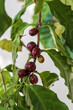 Coffee beans ripening on a tree in the garden