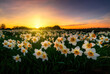 Beautiful sunset over field of narcissus flowers