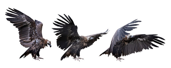 Sticker - three Cinereous vultures with open wings isolated on white