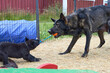 Beautiful German Shepherd puppies playing in their run on a sunny spring afternoon in Skaraborg Sweden
