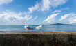 Seagulls on the seawall. White candy clouds over Rangitoto Island.  Takapuna Beach. Auckland.