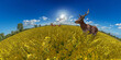 stag and doe deers in a agricultural rapeseed field under a blue summer sky