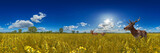 Fototapeta Na ścianę - stag and doe deers in a agricultural rapeseed field under a blue summer sky 360° 14k