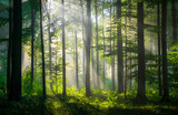 Fototapeta Zachód słońca - Sunny morning in the forest