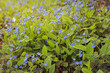 Blue forget-me-not flower in sunny spring garden	