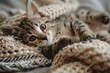 Cute kitten plays while snuggled in a cozy chunky knit blanket