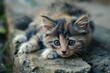 Cute, fluffy kitten with striking eyes lies playfully on a stone surface