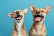 Two joyful dogs with closed eyes and open mouths, appearing to be laughing against a blue background