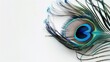 Peacock feather blue eye white surface