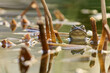 Erdkröte, Bufo bufo im Teich