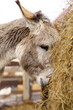 Donkey up close in a spacious pen, peacefully grazing, surrounded by wooden fencing. Vertical photo