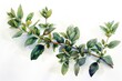 Invigorating Thyme: A sprig of thyme with small leaves. and smells like earth tones Drawn in a realistic watercolor style with  details on a white background.