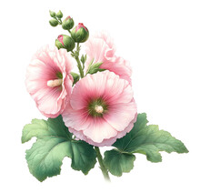 Watercolor Illustration Of Soft Pink Hollyhock Flowers