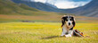 The dog sits on the grass against the backdrop of the mountains. A beautiful hunting dog is resting on the lawn. Happy pet on a walk.