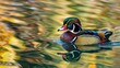 Colorful Wood Duck Swimming in a Pond on a Sunny Spring Day