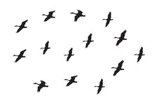 Flock Of Birds Silhouette Vector Illustration. Set Of Silhouettes Of Flying Geese Migrating For New Home