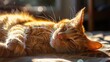 Attractive Orange Male Cat Relaxing in the Sunlight