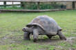 Close up of an Aldabra giant tortoise (aldabrachelys gigantea)