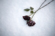Red roses frozen in the snow. To illustrate something that hurts, someone who is gone lost etc.