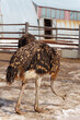 Ostrich stands in the dirt near a fence on an ostrich farm, observing its surroundings. Vertical photo