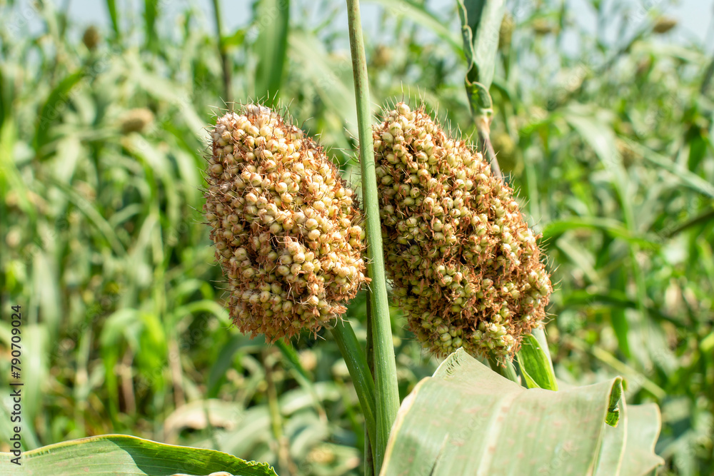 Jowar or Sorghum. Jowar grain Sorghum crop farm. Millet farm - Indian ...