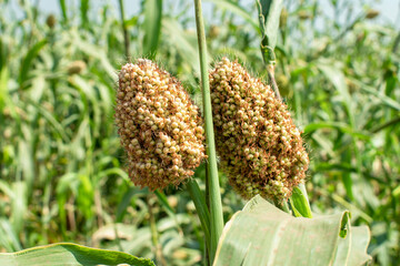 Wall Mural - Jowar or Sorghum. Jowar grain Sorghum crop farm. Millet farm - Indian Agriculture