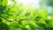 The Science of Photosynthesis Write an educational article or infographic explaining the process of photosynthesis in plants Discuss how leaves play a crucial role in photosynthesis by capturing sunli