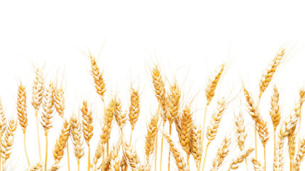 Wheat