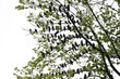 Pigeons on a tree silhouette. Shape of a bird background. City park pigeons sitting on a branch. Isolated on white sky. Green leaves tree. Wildlife texture.