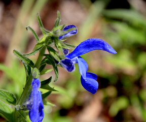 Poster - la fleur bleue du printemps