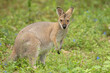 Red Necked Wallaby (Notamacropus rufogriseus) Bennetts wallaby in gold coast Queensland, Australia.