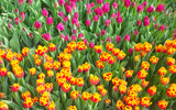 Fototapeta  - Natural colorful background made of tulips, selective focus.