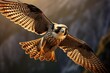 A falcon soaring high before stooping to catch a prey.