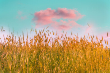 Sticker - wheat field and sky