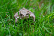 Frog in the green grass in summer