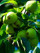 Ripe pears on branches amidst green leaves, showcasing natural growth and farm-fresh produce.