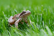 Frog in the green grass in summer