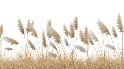 Dry pampas grass or beige wheat field summer plant isolated on transparent background. Organic soft dried cereal branches harvest season