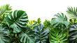 Green Leaves of Monstera tropical plant bush