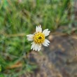 The image is of a white flower with a yellow center. It is a plant with yellow pollen in an outdoor setting. The flower has petals and resembles a daisy.